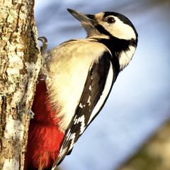 Ballad of the woodpecker