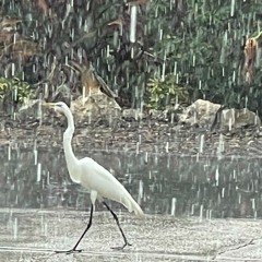 Rain/Hail
