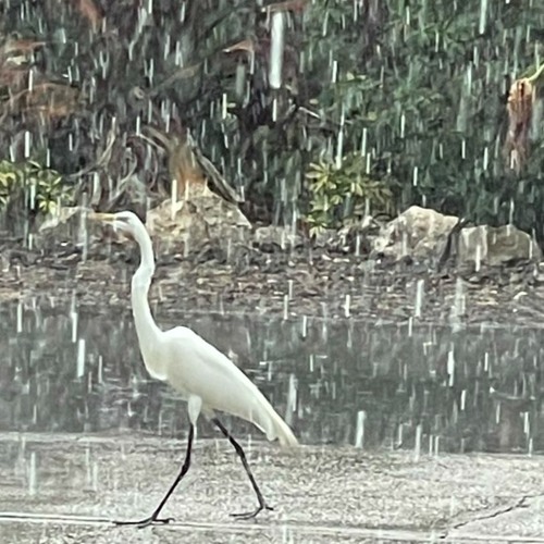 Rain/Hail