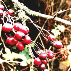 AMBIENtrips  #1