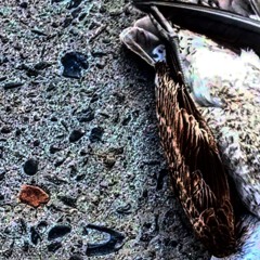 g̷̛̘̹̥̻͇̅̀͌̊̓͆͋̃̎̈͊a̴̢̛̱̐͗̍̈́̋̔̇͆͂ņ̵̗̼̟̤͖̘̗͈̣̣̂̆̔̒̓̈́͐͆̋͛̐̎̄̃̉͘͠ͅj̵̥͆̊ạ̵̡̡̠̺̦͚̪̌̏͂̅̚͜