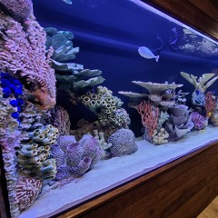 fish tank - June Henry