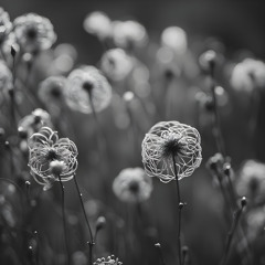 Mother's Nature Sonnet_ Love Looms