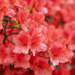 Crimson Azaleas