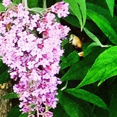 Bumblebee