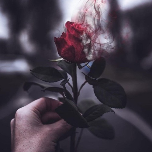 [LeeTeKK] - Rosen (165er)