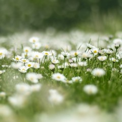 Daisies