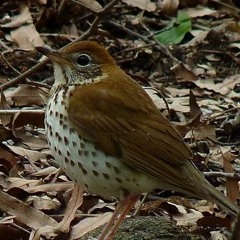 220723 Woodthrush