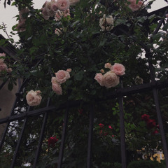 لا لا ياحبيبي لا وربي