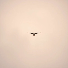 Flight