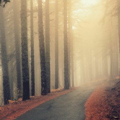 Deaf Forest