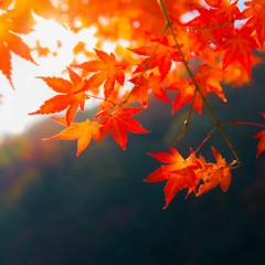 TechYes (Fall )