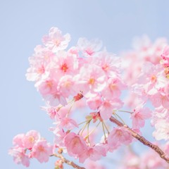 官能サクラ (sensual sakura)