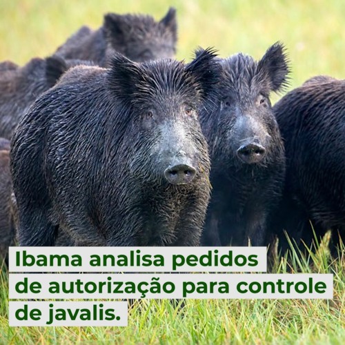 Ibama analisa pedidos de autorização para controle de javalis