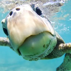 𓇼 ⋆｡˚ 𓆝⋆｡˚ 𓇼