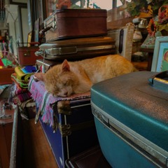 Maligayang Pagkunwari