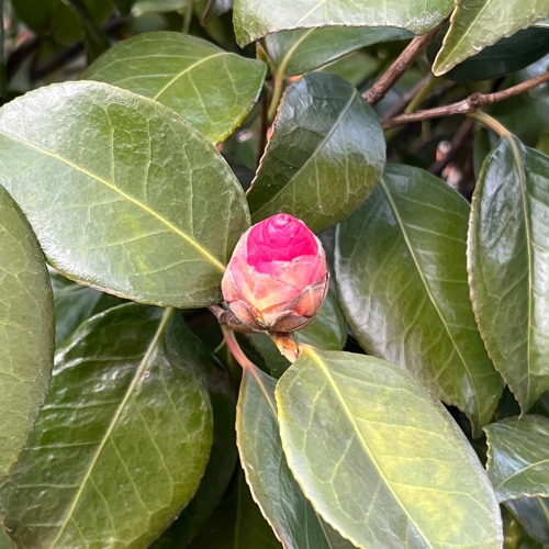 Bud dy