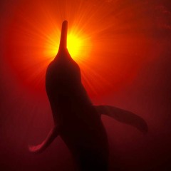 Un delfín rosado, meditación guiada