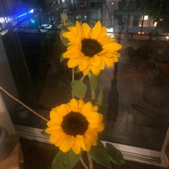 Dos Girasoles