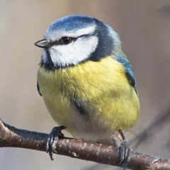 Blue Tits singing