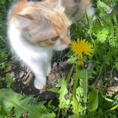 dandelions