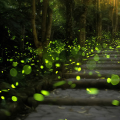 3’s-FireFlies(2019)