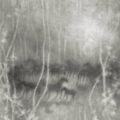 betty hammerschlag - plnt12