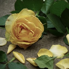 Romeo and Juliet (cover)