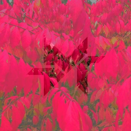 Leaf  (24h version)