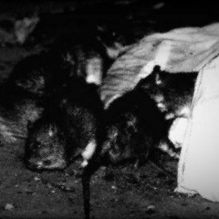 RAt BOOtS * (PROD. FLUORINE)