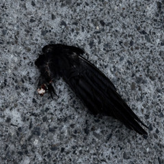 Leave the M.Tricks - ExtendedMix