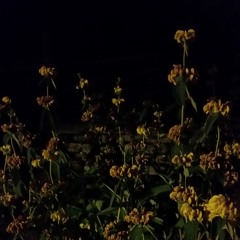Flowers Under Cold Water