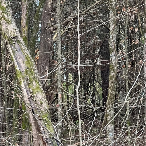 See What I See