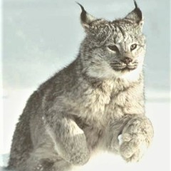 The Winery Dogs - Elevate cover