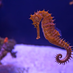 MAAL - Seahorses On Acid