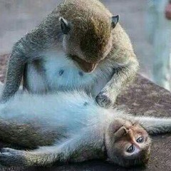 MENDEBUR LEMUR + kazui