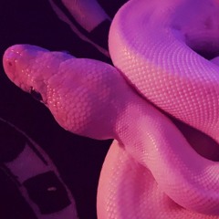 pink venom ☆ BLACKPINK