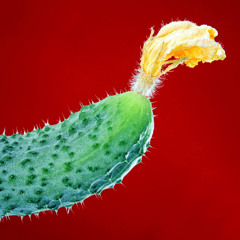 Anything but cucumber