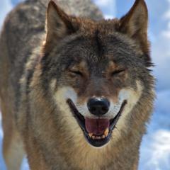 snow passage song cover