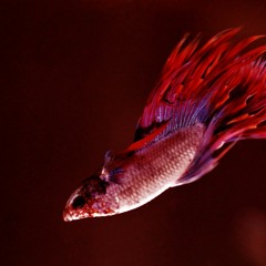 [KORG DSN-12] 溺れる魚(Drowning Fish)