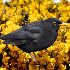 Blackbird on the Cliffs