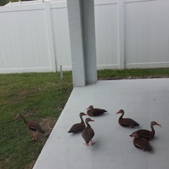 Music For My New BFFL