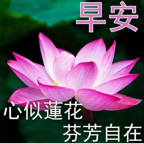 蓮花