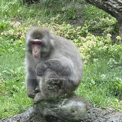 Albino II: The monkeys unite