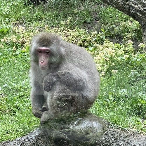 Albino II: The monkeys unite