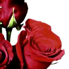 Pick A Rose Prod. Whallex