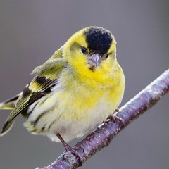 The joyous Siskin
