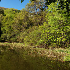 Mating calls of Bufo bufo and Pelophylax ridibundus frogs at Boyana lake in Vitosha, Bulgaria, 240415-012