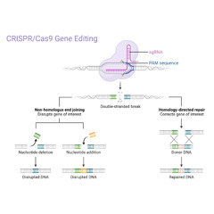 CRISPR-Cas9 Genome Editing Workflow