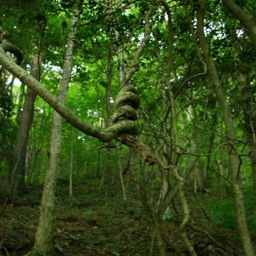 Meeting Between Two Trees / Gamin & Exae B2B Dj-set Forest